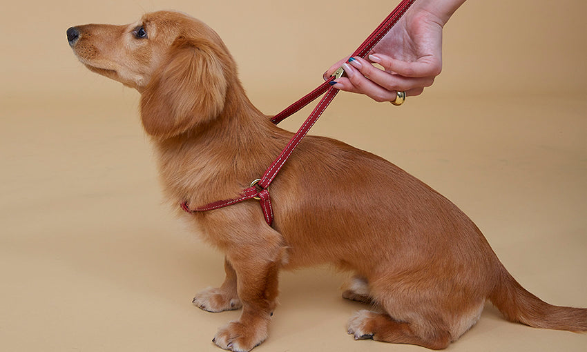 ONETOUCH HARNESS – CITYDOG