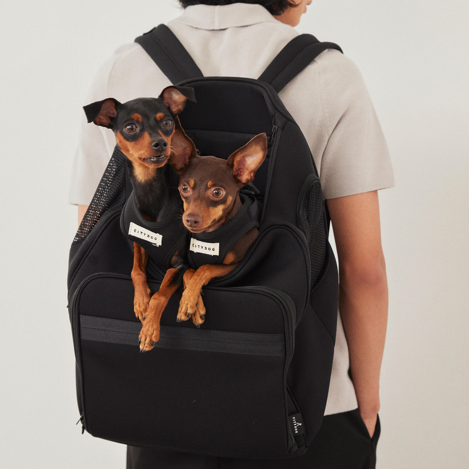 citydog シティドッグ キャリーバッグ ネオプレーンSサイズ - 犬用品