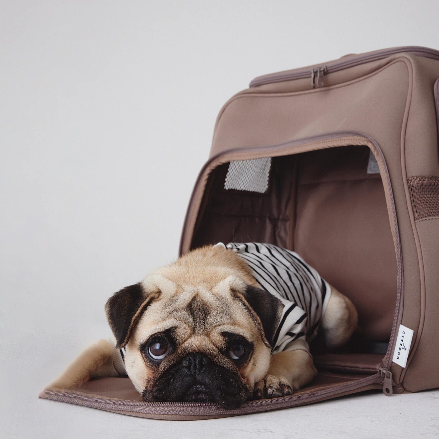 City dog ネオプレーンハウスキャリー オフホワイト 楽天市場】☆クリスマスノベルティ☆ 犬 リュック 10kg ｜ キャリー