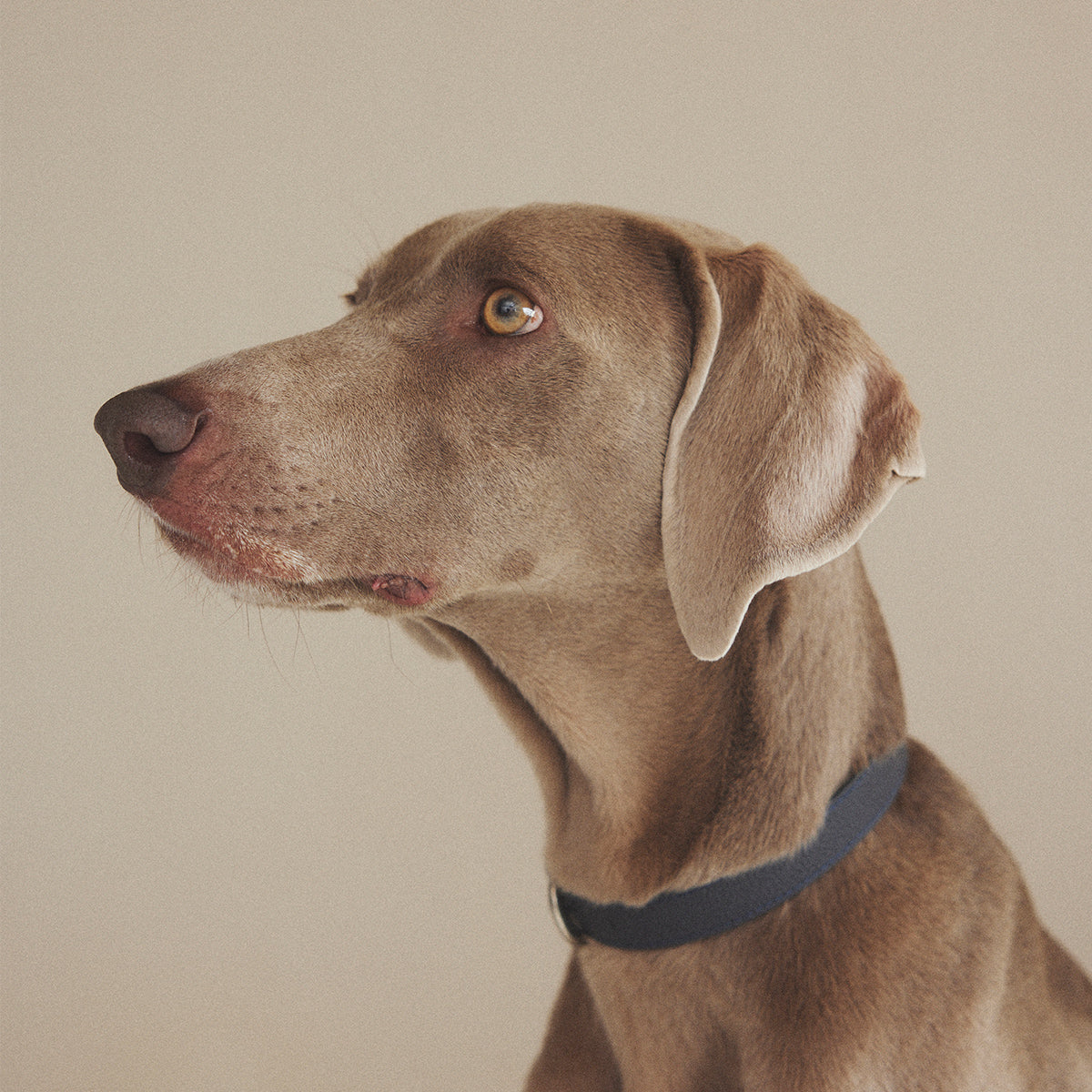 期間限定セール　シティドッグ　R モカ　美品　2025.6月末購入 citydog_lf-c-1week