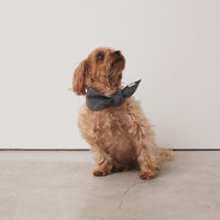 COOL BANDANA