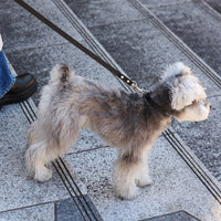 【 DEAN ＆ DELUCA ｜ CITY DOG 】レザーカラー