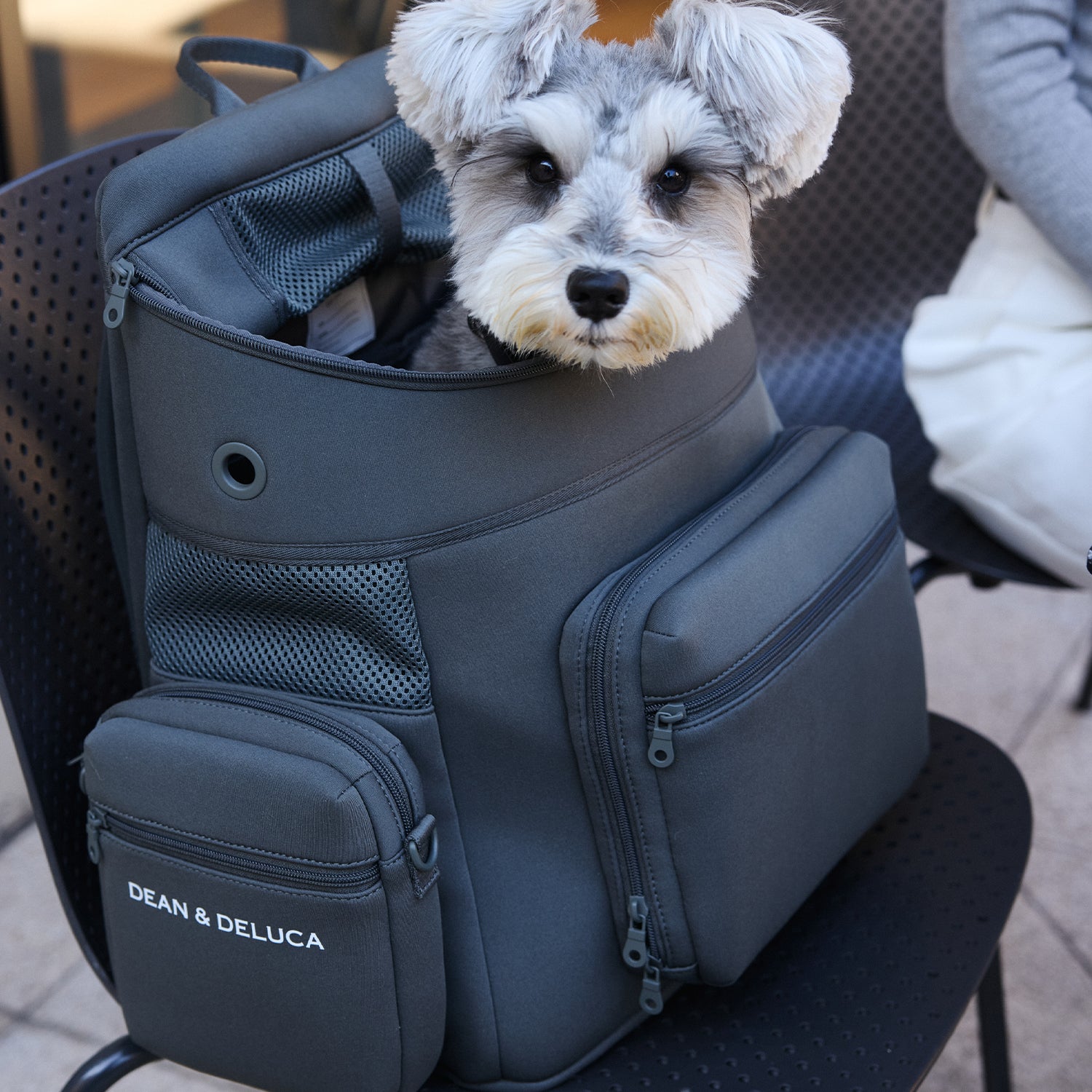 DEAN ＆ DELUCA ｜ CITY DOG バッグパックキャリー – CITYDOG