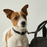 【 DEAN ＆ DELUCA ｜ CITY DOG 】レザーカラー