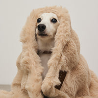 CITYDOGモコブランケット