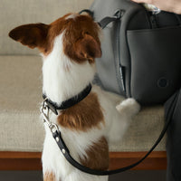 【 DEAN ＆ DELUCA ｜ CITY DOG 】レザーカラー