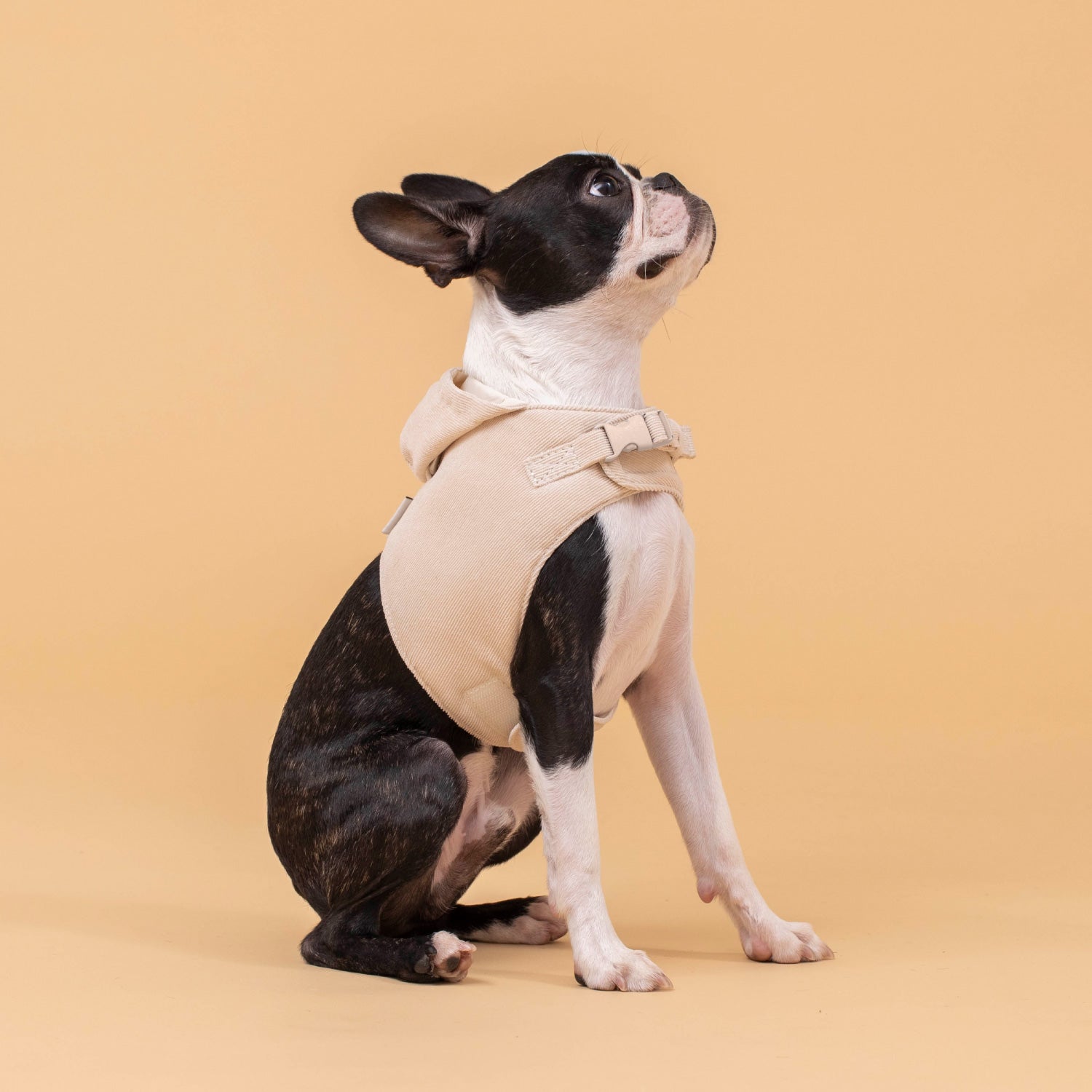 犬用 コーデュロイハーネス&リード CITYDOG(シティドッグ) CORDUROY