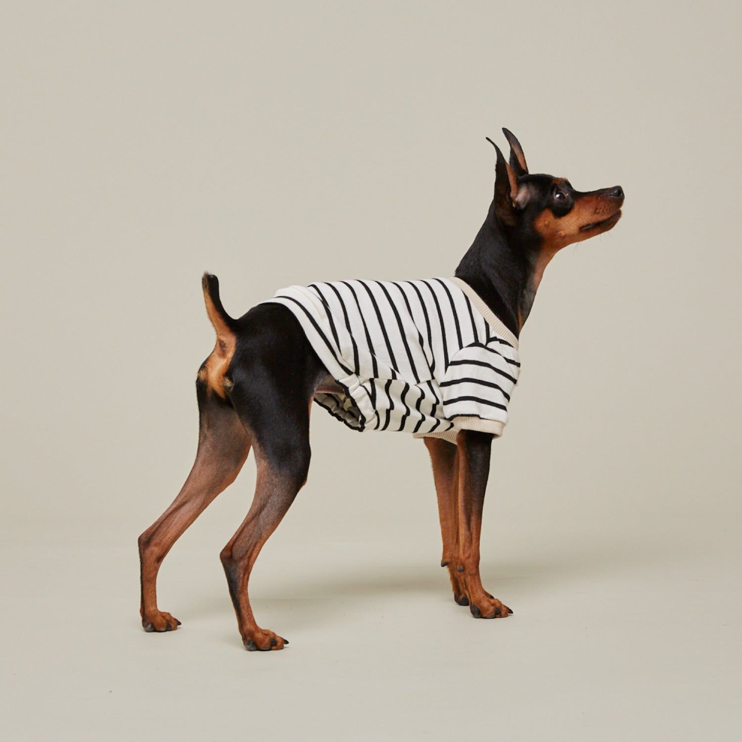 犬用 ウェア 犬服ボーダーウェア CITYDOG(シティドッグ) BORDER WEAR