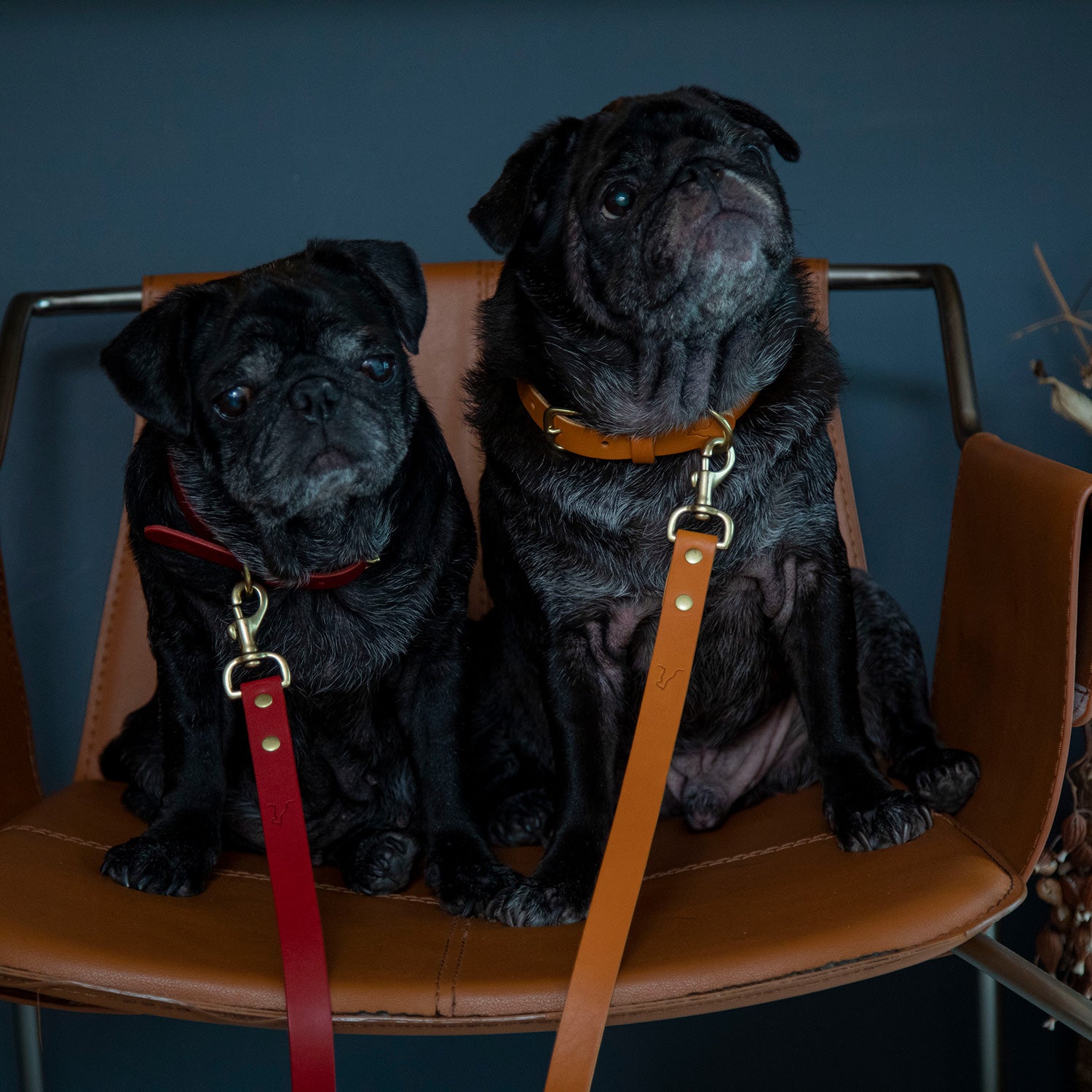 犬用 クラシックレザー 首輪 CITYDOG(シティドッグ) CLASSIC LEATHER