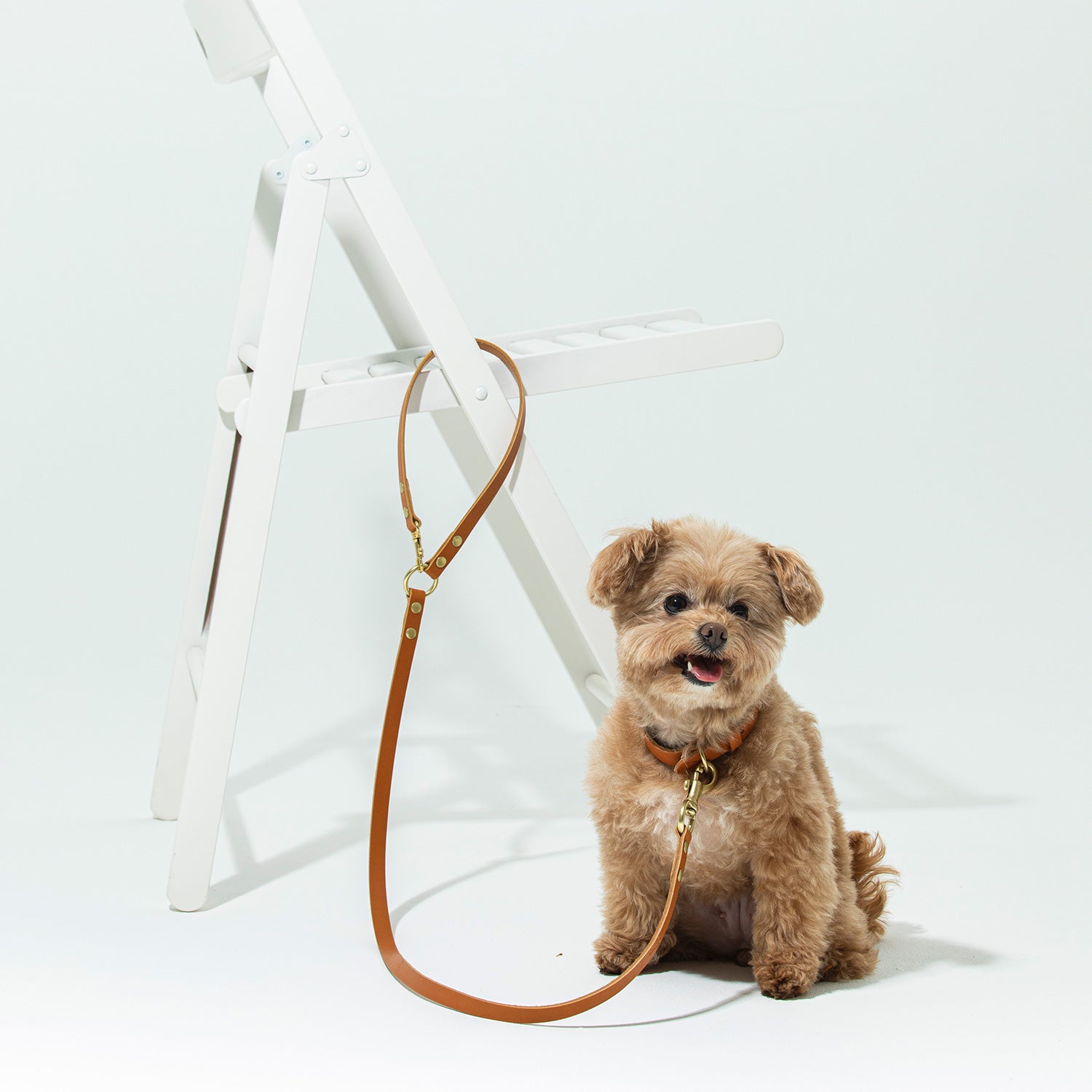 犬用 クラシックカフェリード CITYDOG(シティドッグ)CLASSIC LEATHER