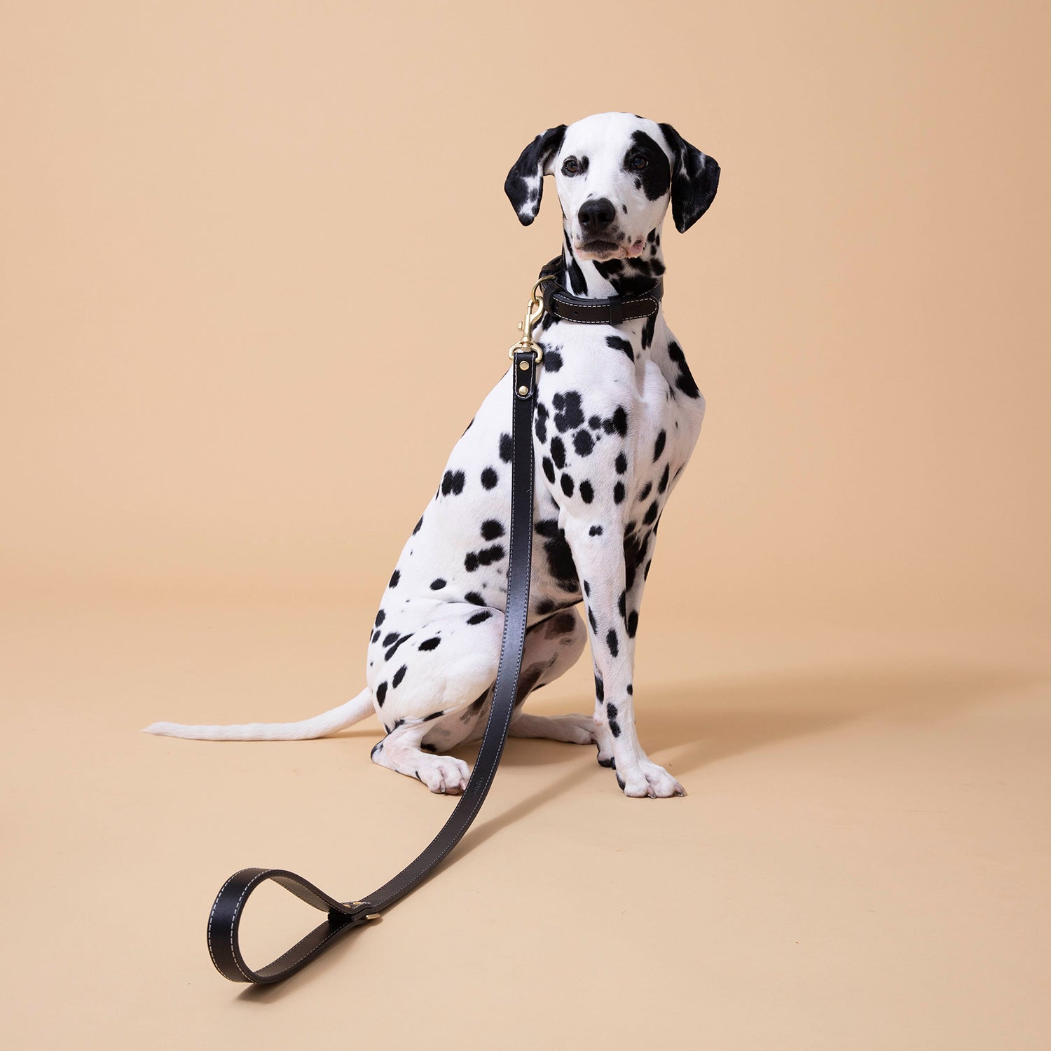 大型犬用 ステッチレザー リード CITYDOG(シティドッグ) STITCH