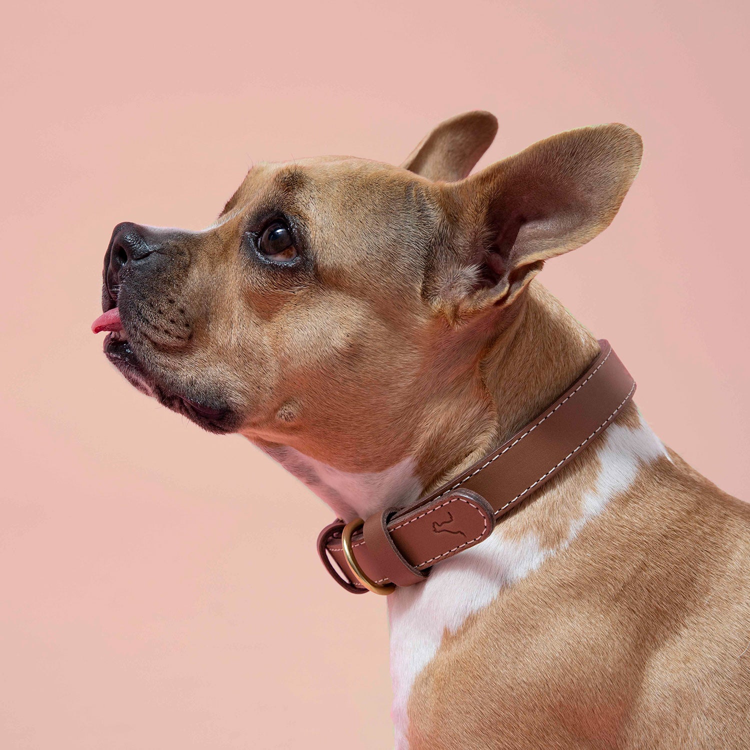 大型犬用 ステッチレザー 首輪 CITYDOG(シティドッグ) STITCH LEATHER