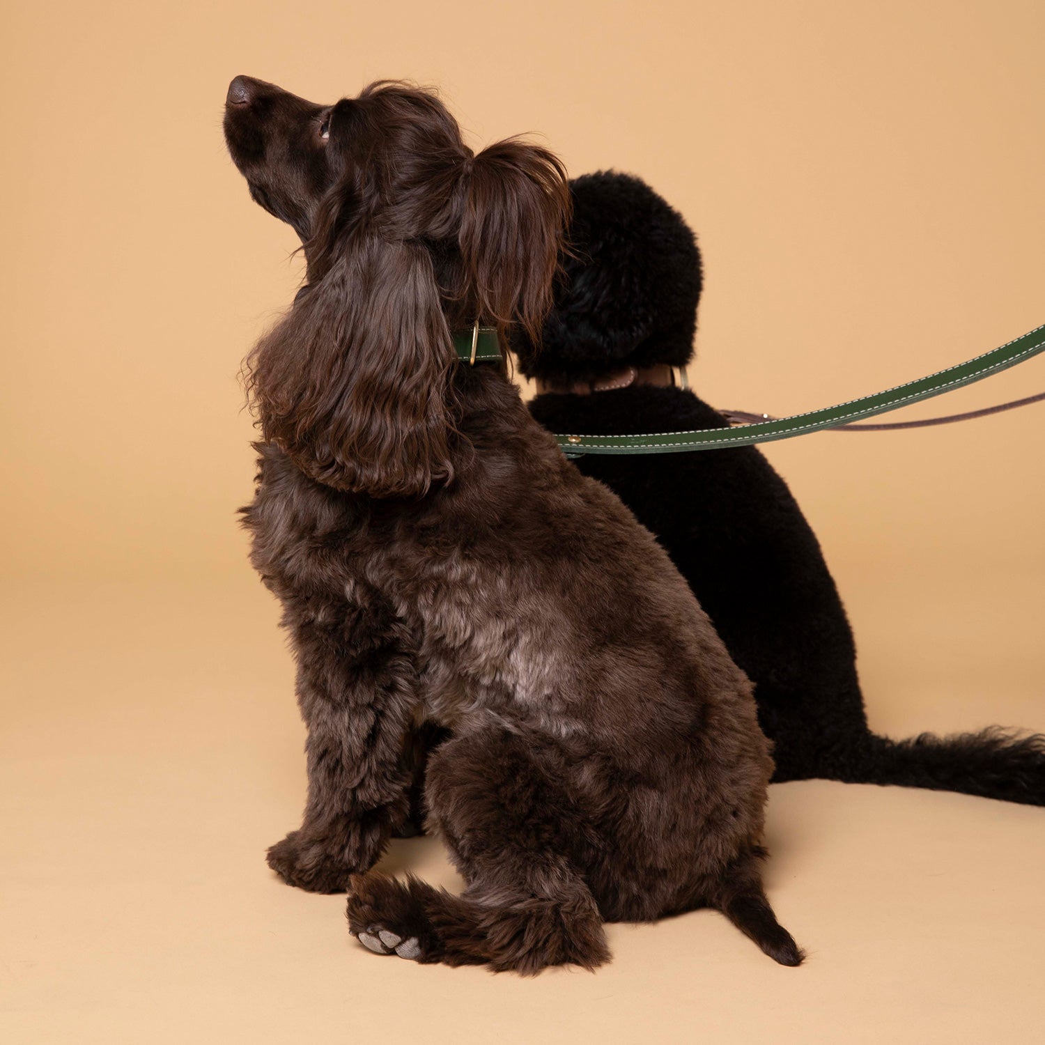 大型犬用 ステッチレザー 首輪 CITYDOG(シティドッグ) STITCH LEATHER