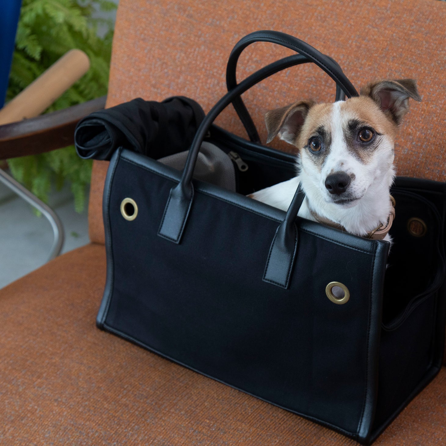 【CITYDOG】 パイピングトートキャリー / Mサイズ/オールブラック 犬用キャリーケース キャリーバッグ CITYDOG(シティドッグ) PIPING